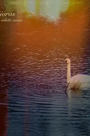 White Swan Hassle-Free Returns