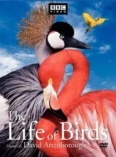 Life Of Birds Free Delivery