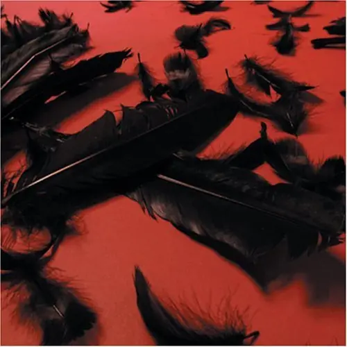 Same Day Shipping Black Feather Wings